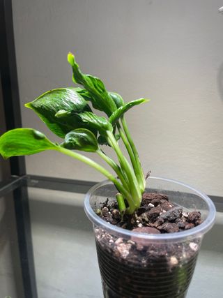 Pequena Epipremnum Shangri-La