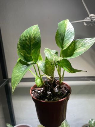 Planta Epipremnum Aureum