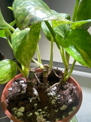 Planta Epipremnum Aureum