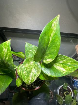 Planta Epipremnum Aureum