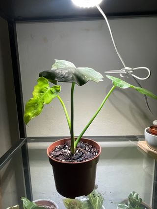 Philodendron Golden Dragon