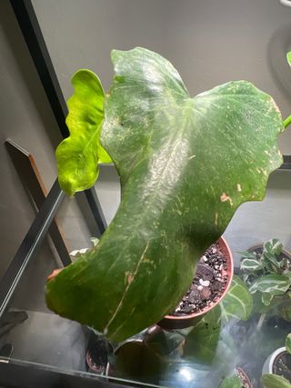 Philodendron Golden Dragon