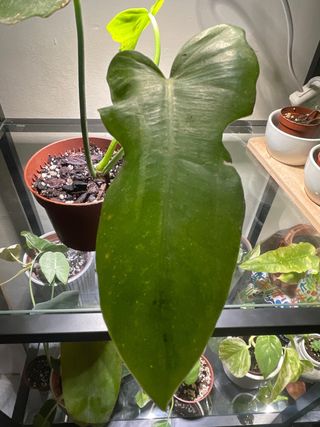 Philodendron Golden Dragon