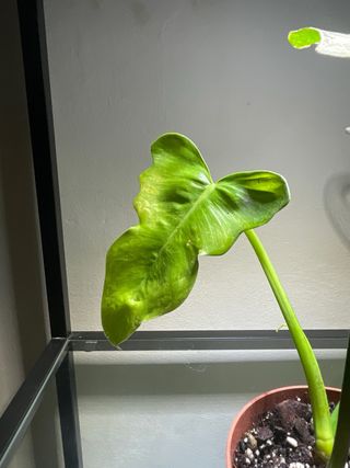 Philodendron Golden Dragon