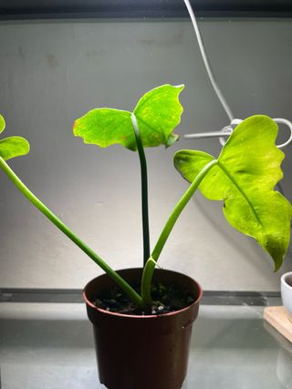 Philodendron Golden Dragon