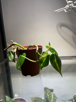 Philodendron Brasil planta