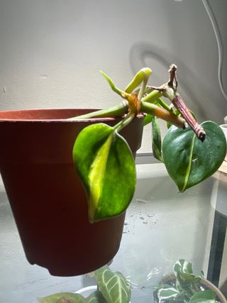 Philodendron Brasil planta