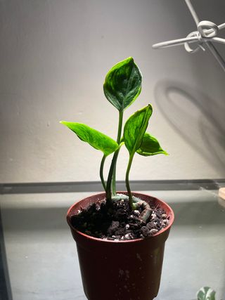 Epipremnum Shangri-La