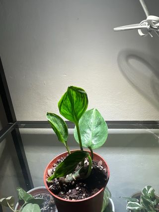 Epipremnum Shangri-La