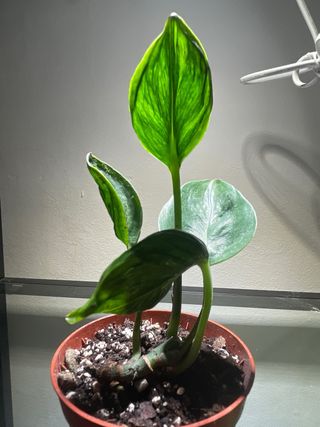 Epipremnum Shangri-La