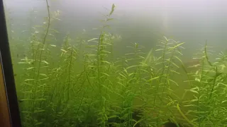 Plantas de acuario en roca y sueltas