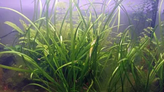 Plantas de acuario en roca y sueltas