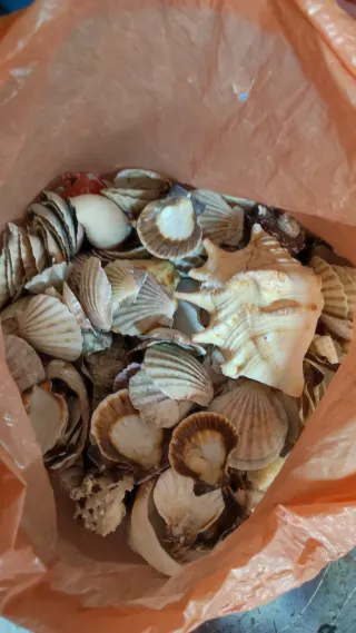 Lote de Conchas Marinas Variadas