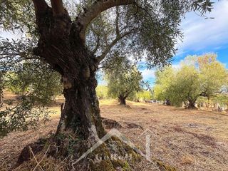 Terreno en venta en Almadén de la Plata