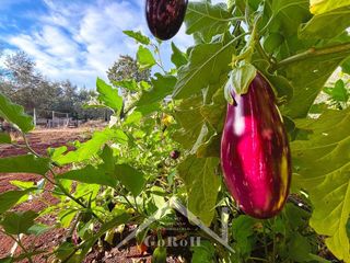 Terreno en venta en Almadén de la Plata