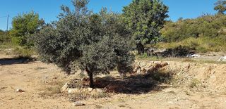 Terreno en venta en Cheste