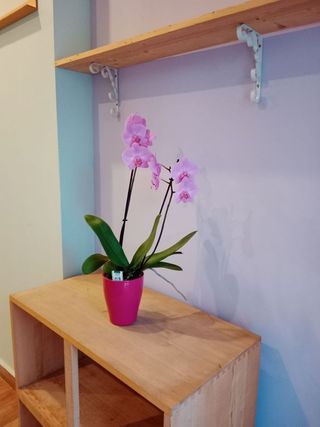 Estudio en alquiler en Les Marines/Las Marinas en Dénia