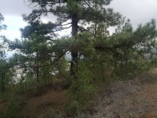 Terreno en venta en Arafo