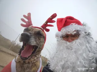 Paseo y cuidado de perros