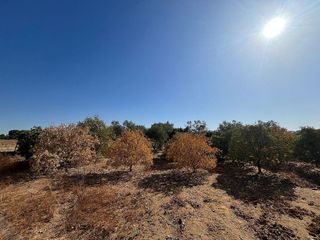 Casa rural en venta en Torreblanca en Sevilla