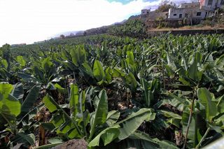 Terreno en venta en Santa Cruz de la Palma