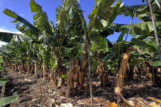 Terreno en venta en Santa Cruz de la Palma