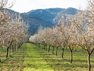 Terreno en venta en Zona periurbana en Inca