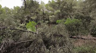 Terreno en venta en Felanitx