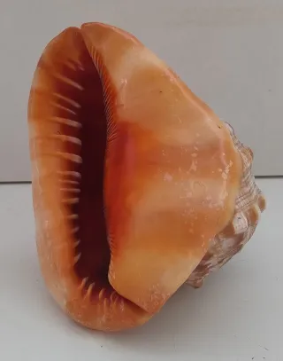 Cassis Rufa Conchiglia