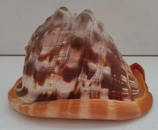 Cassis Rufa Conchiglia