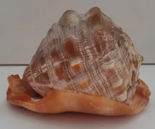 Cassis Rufa Conchiglia