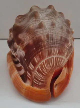 Cassis Rufa Conchiglia