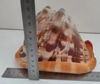 Cassis Rufa Conchiglia