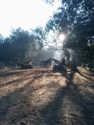 Se necesita Mozo/a de Cuadra en Molins de Rei