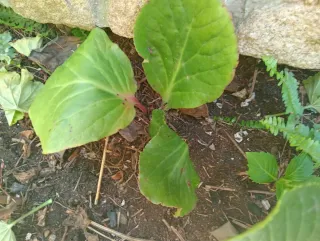 Hortensias de invierno