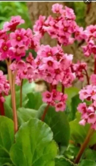 Hortensias de invierno