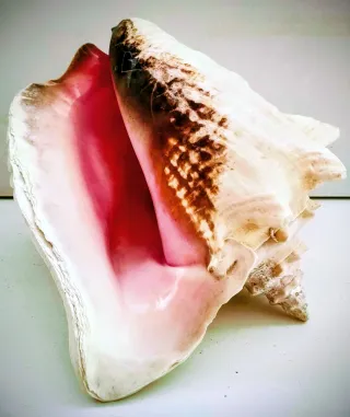 Conchiglia rosa grande