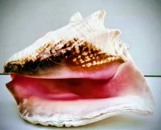 Conchiglia rosa grande