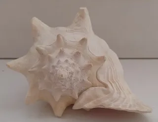 Conchiglia rosa grande