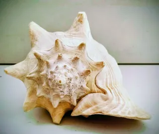 Conchiglia rosa grande