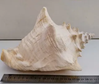 Conchiglia rosa grande