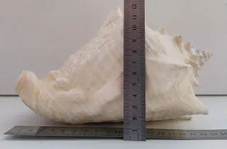 Conchiglia rosa grande