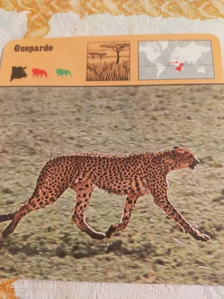 Safari,conocer y amar los animales