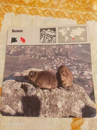 Safari,conocer y amar los animales