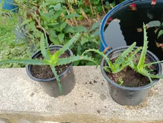 Planta de Aloe Vera con Flores Rojas