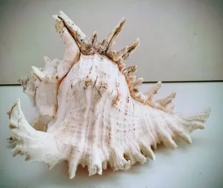 Conchiglia Murex