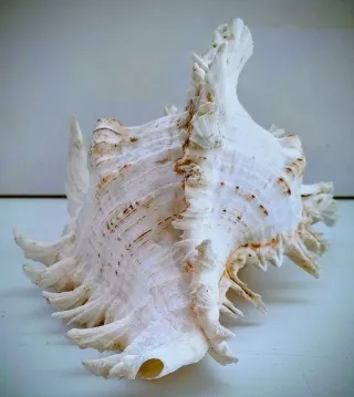 Conchiglia Murex