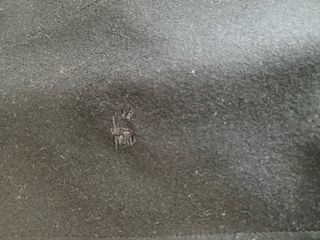 Abrigo Burberry Hombre Negro