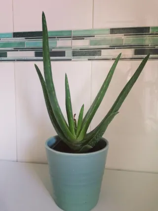 Aloe Vera Barbadensis - Planta 3 años