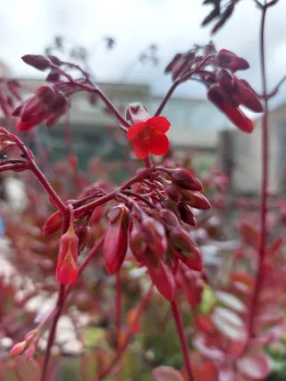 Campanelle in fioritura invernale